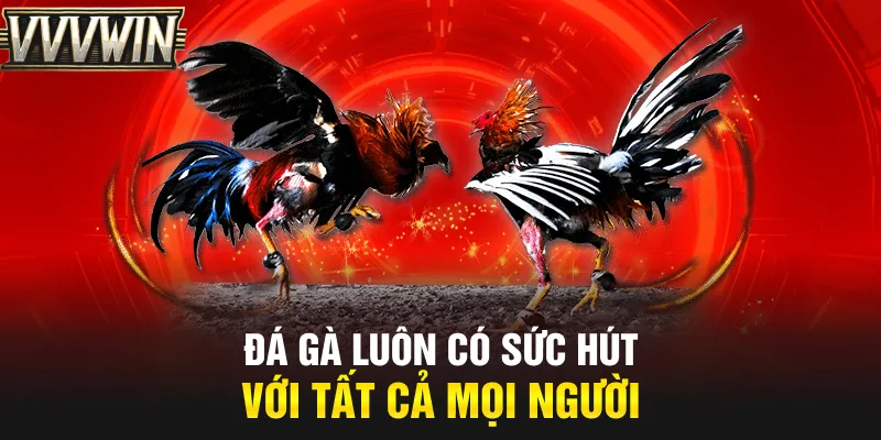 Đá gà luôn có sức hút với tất cả mọi người
